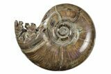 Polished, Sutured Ammonite (Argonauticeras) Fossil - Madagascar #246216-1